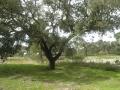 portugal, the algarve, vilamou-38
